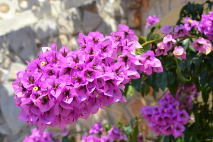 Villa Kadinela, 200M From Kamenjak, Huge Quiet Garden With Barbecue, 2 New Kitchens Premantura Exterior photo