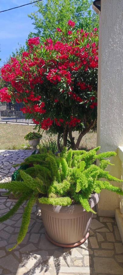 Villa Kadinela, 200M From Kamenjak, Huge Quiet Garden With Barbecue, 2 New Kitchens Premantura Exterior photo